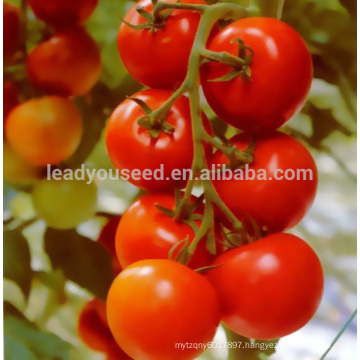 JT50 Gangwang No. 1 High yield hybrid tomato seeds f1 for sales